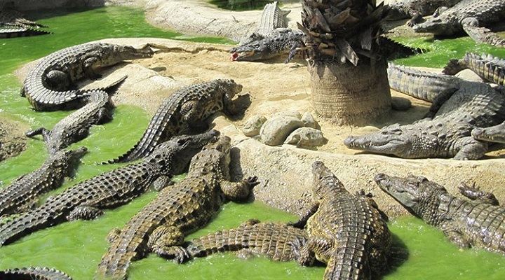Crocodile Park