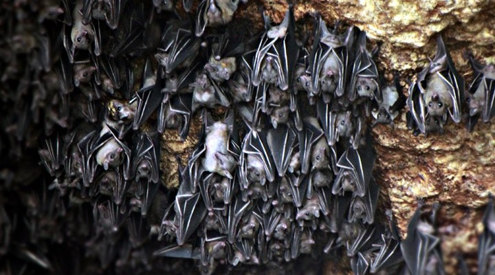 Monfort Bat Sanctuary