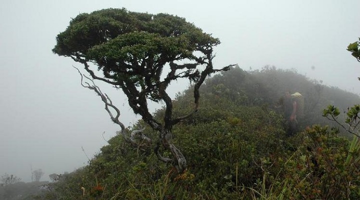 Mount Hamiguitan Mountain Range Wildlife Sanctuary (3)