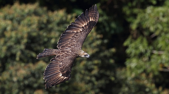 Philippine Eagle Center (2) Cape San Agustin