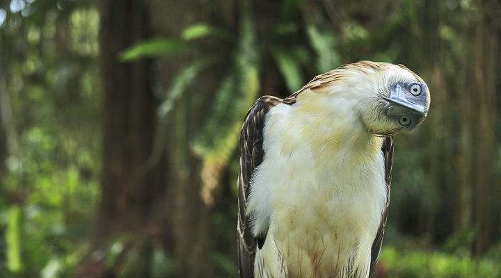 Philippine Eagle Center