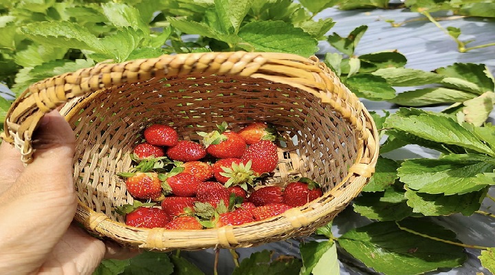 LP 10 La Presa Strawberry Farm