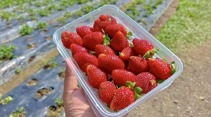LP 2 La Presa Strawberry Farm