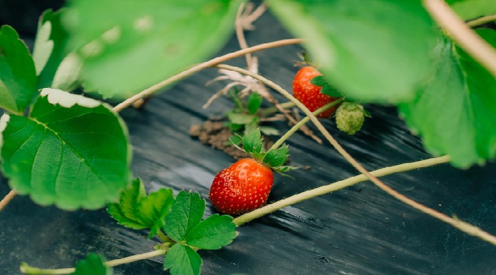 LP 5 La Presa Strawberry Farm