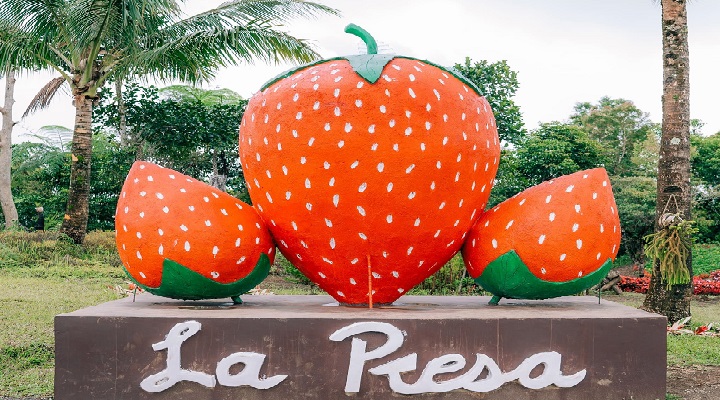 LP 6 La Presa Strawberry Farm