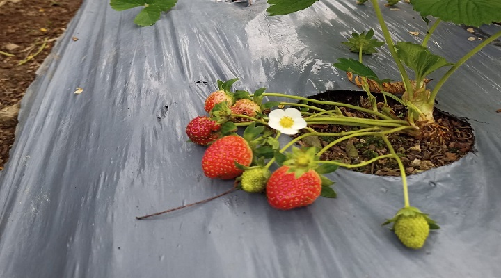 LP 8 La Presa Strawberry Farm